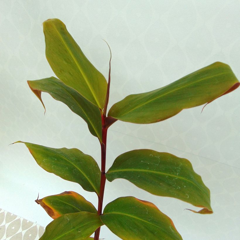 Hedychium greenii - Zenzero rosso (Fogliame)
