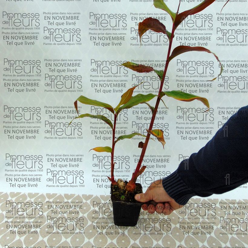 Esempio di esemplare Hedychium greenii - Zenzero rosso Bulbo taglia I come consegnato