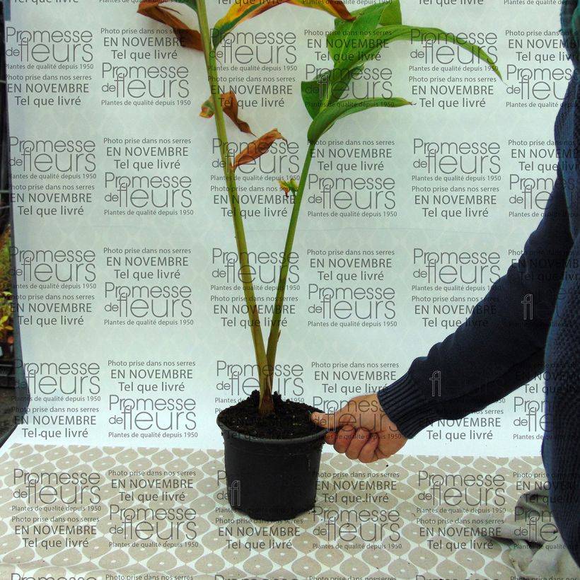 Esempio di esemplare Hedychium spicatum Vaso da 3L/4L come consegnato