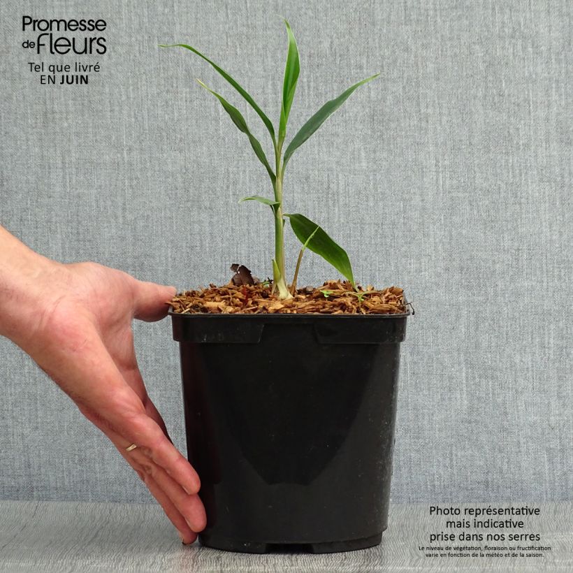 Esemplare di Hedychium villosum var. tenuiflorum Vaso da 3L/4L consegnato in estate
