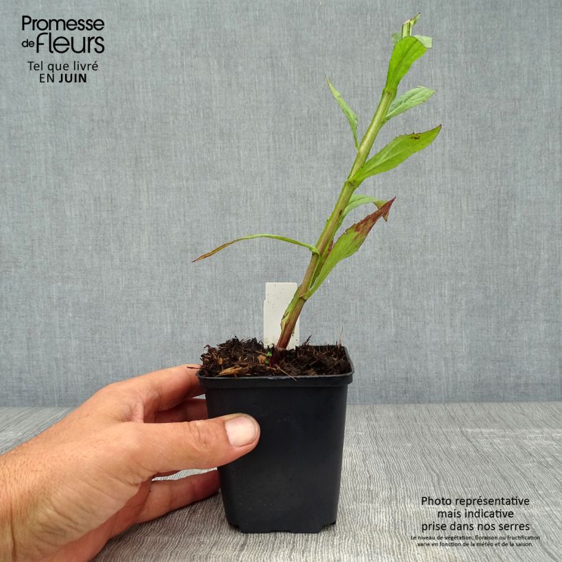 Esemplare di Helenium Dunkle Pracht Vasetto da 8/9 cm consegnato in estate