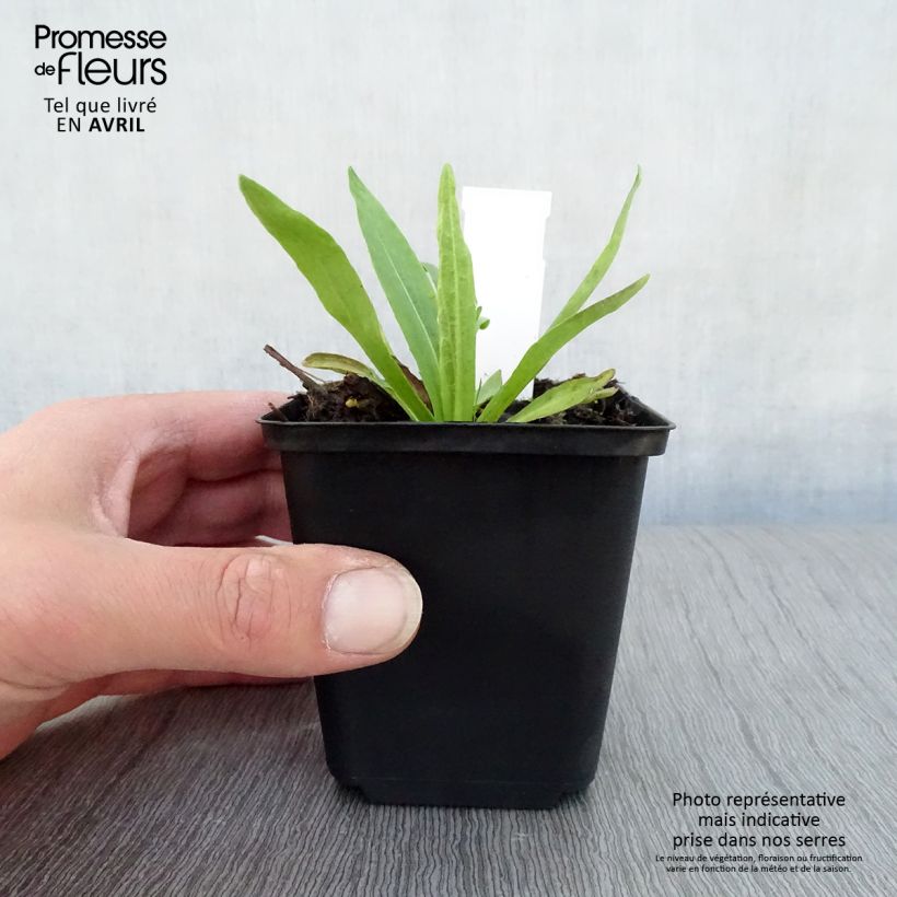 Helenium Dunkle Pracht Vasetto da 8/9 cm esemplare consegnato in primavera