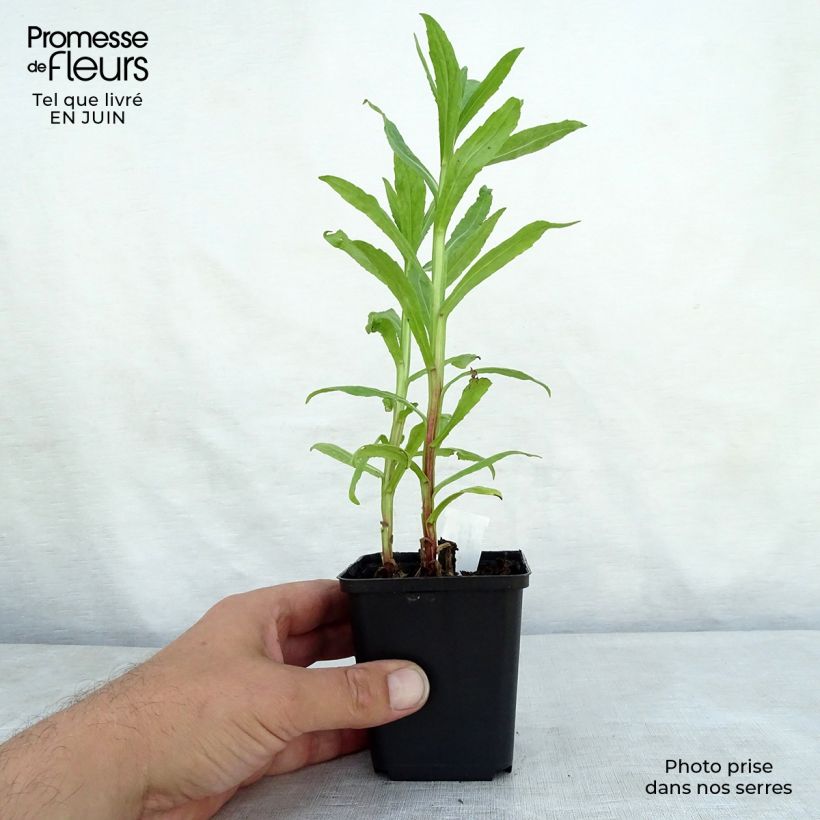 Esemplare di Helenium Flammendes Katchen Vasetto da 8/9 cm consegnato in estate