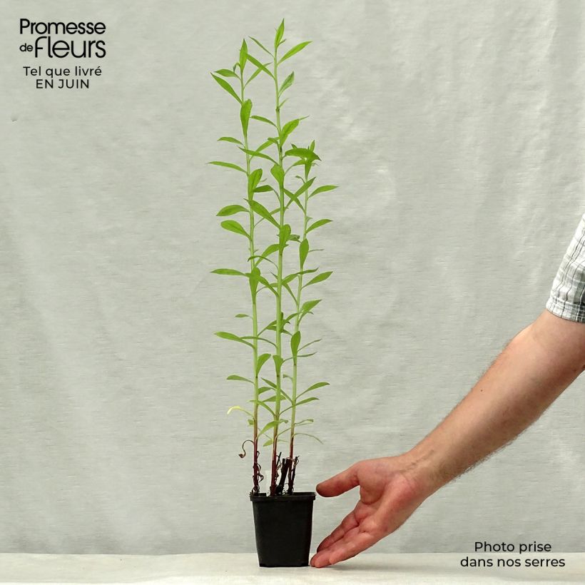 Esemplare di Helenium Kugelsonne Vasetto da 8/9 cm consegnato in estate