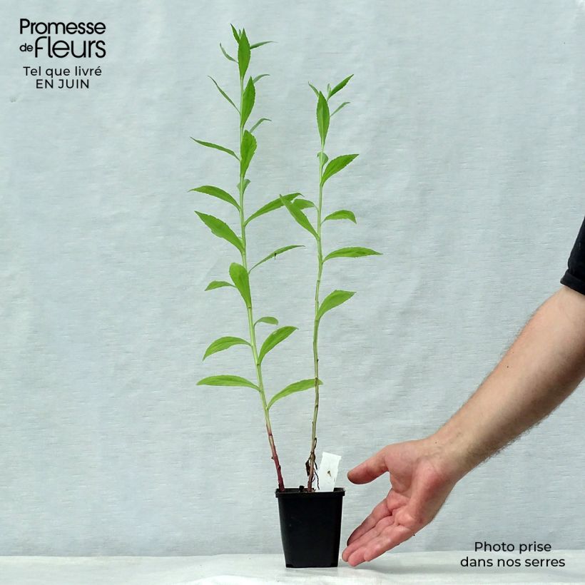 Esemplare di Helenium Loysder Wieck Vasetto da 8/9 cm consegnato in estate