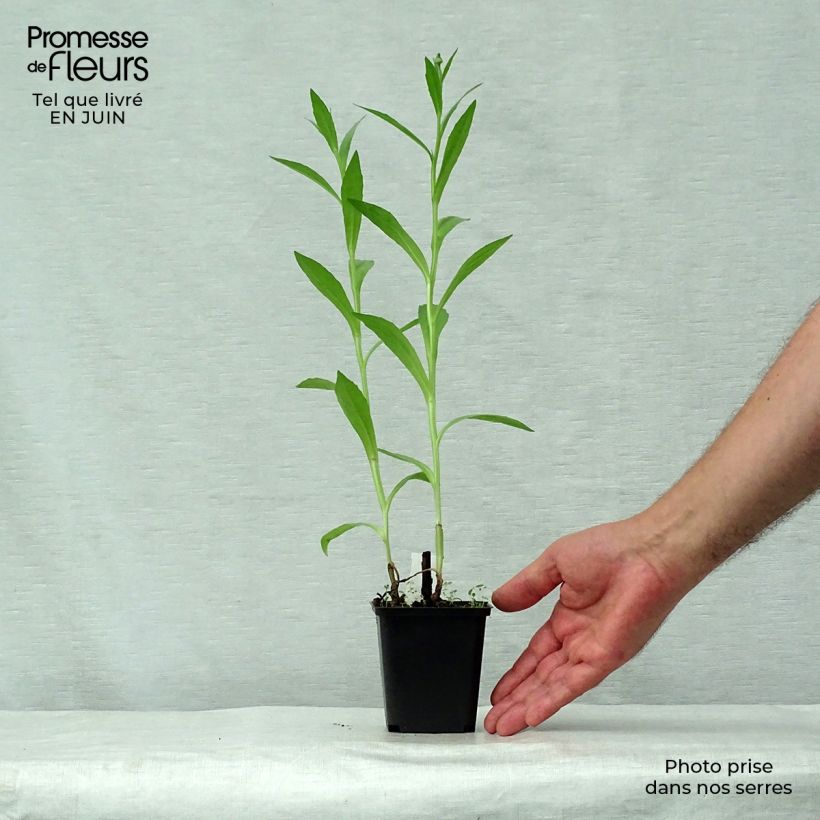Esemplare di Helenium Mardi gras Vasetto da 8/9 cm consegnato in estate