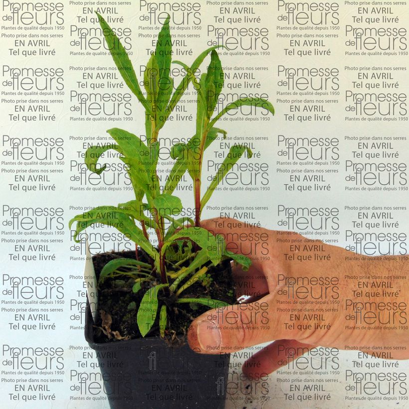 Esempio di esemplare Helenium Marion Nickig Vasetto da 8/9 cm come consegnato