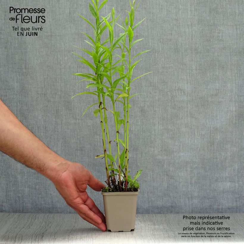 Esemplare di Helenium Poncho Vasetto da 8/9 cm consegnato in estate