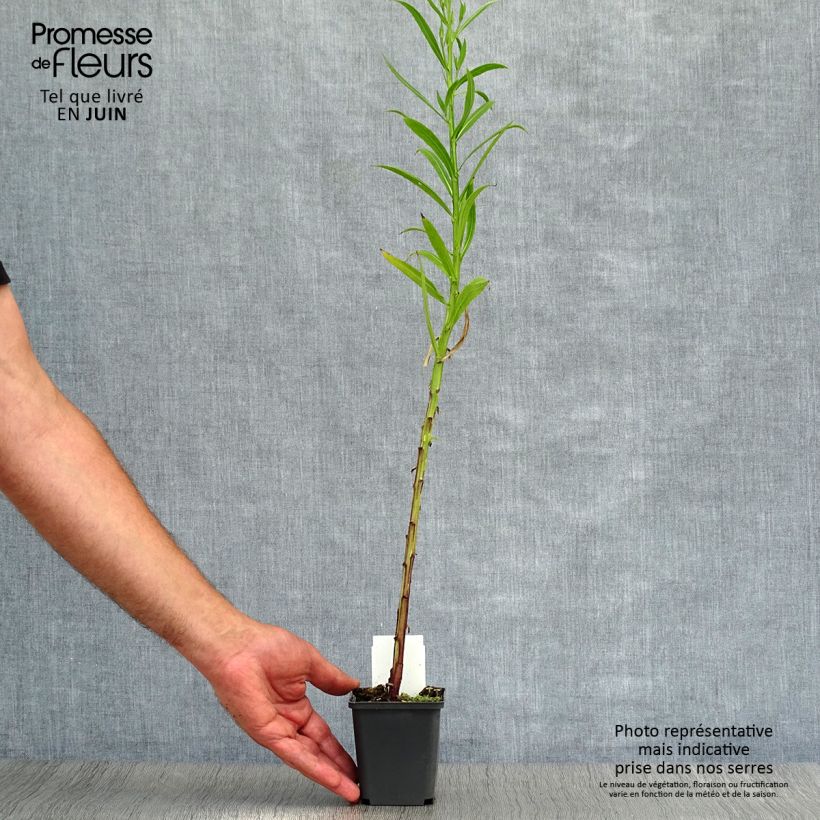 Esemplare di Helenium Rubinzwerg Vasetto da 8/9 cm consegnato in estate