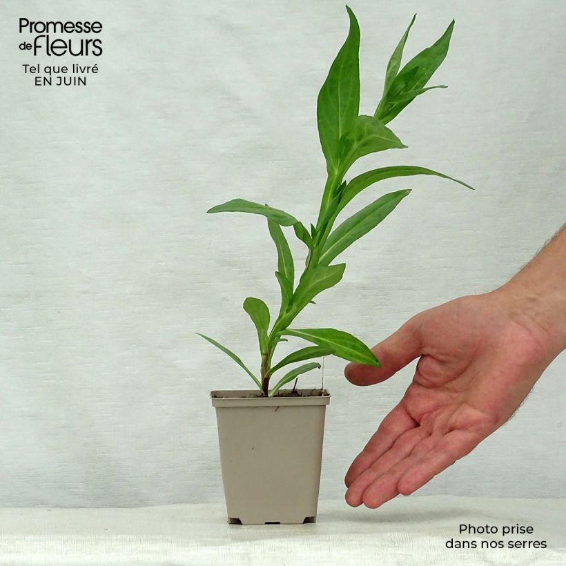 Esemplare di Helenium Sahin's Early Flowerer Vasetto da 8/9 cm consegnato in estate
