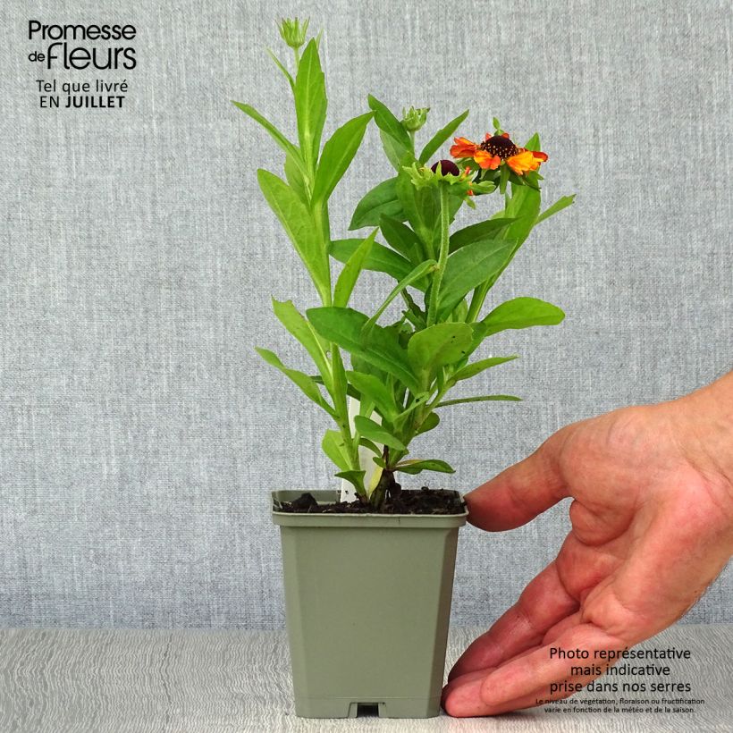 Esemplare di Helenium Short' n'Sassy Vasetto da 8/9 cm consegnato in estate