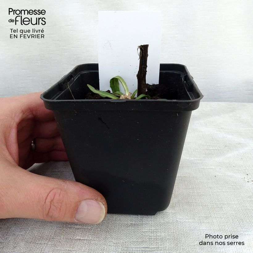 Helenium Tijuana Brass Vasetto da 8/9 cm esemplare consegnato in inverno