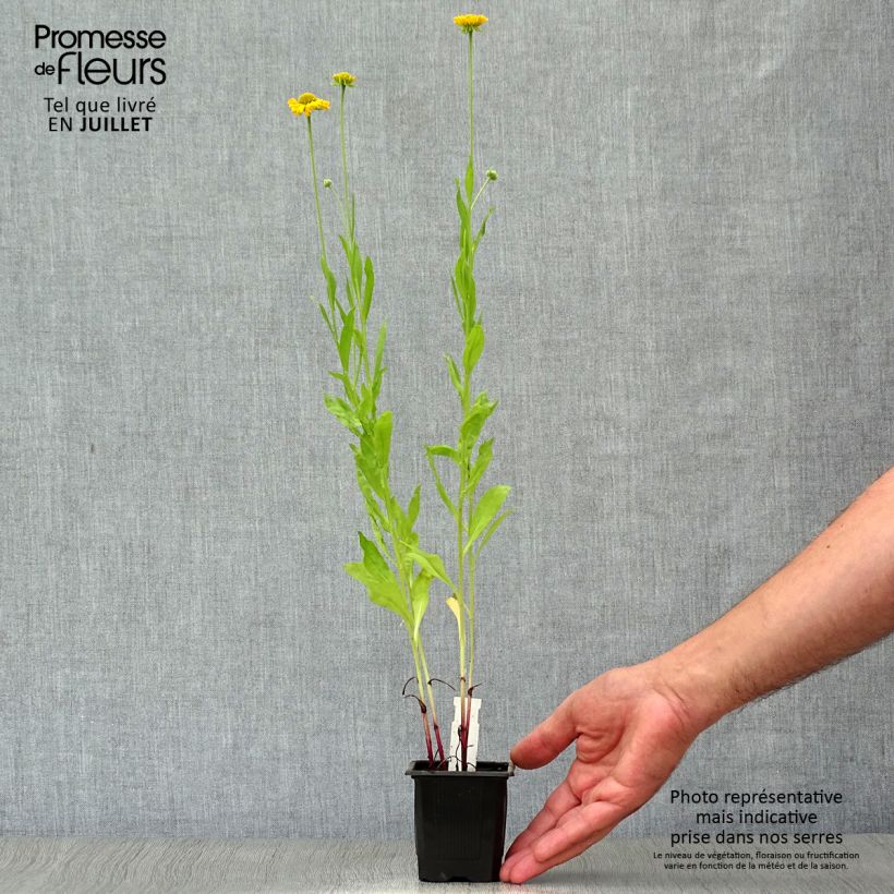 Esemplare di Helenium autumnale Pumilum Magnificum Vasetto da 8/9 cm consegnato in estate