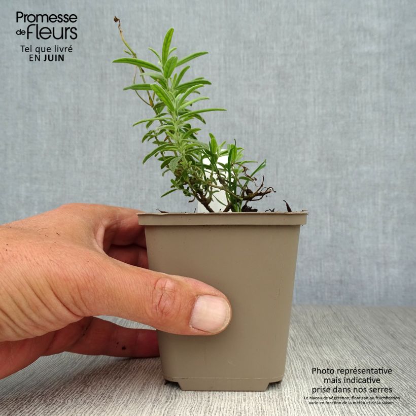Esemplare di Helianthemum Raspberry Ripple - Eliantemo Vasetto da 8/9 cm consegnato in estate