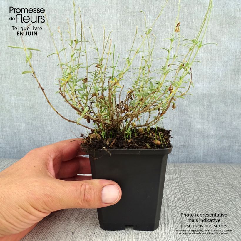 Esemplare di Helianthemum Wisley Primrose - Eliantemo Vasetto da 8/9 cm consegnato in estate
