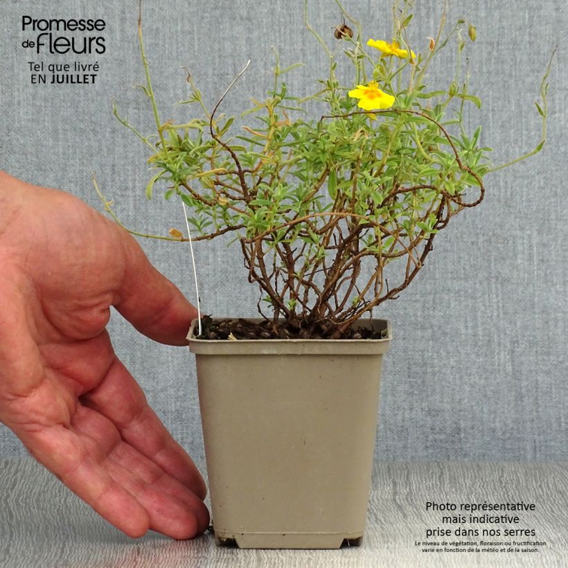 Esemplare di Helianthemum Ben Fhada - Eliantemo Vasetto da 7/8 cm consegnato in estate