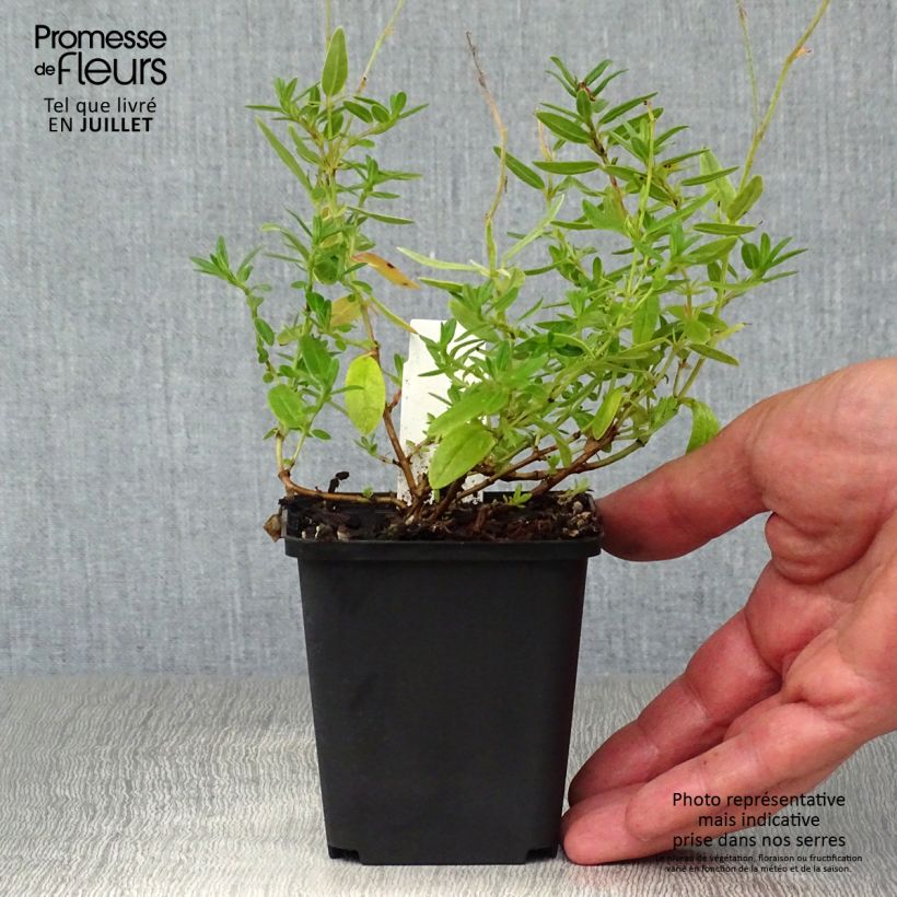 Esemplare di Helianthemum Bronzeteppich - Eliantemo Vasetto da 8/9 cm consegnato in estate
