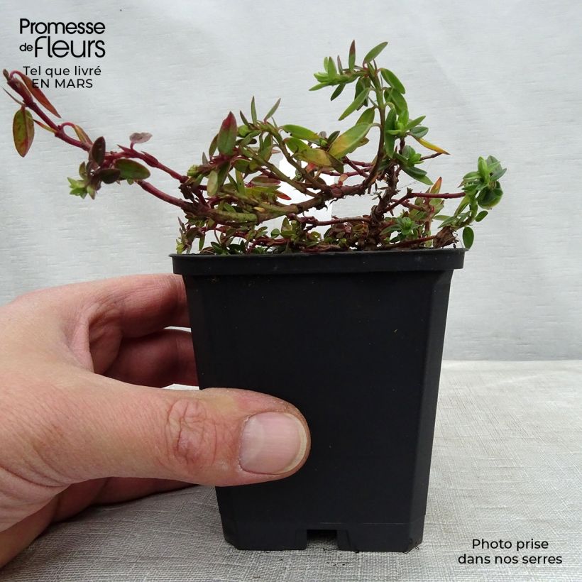Helianthemum Bronzeteppich - Eliantemo Vasetto da 8/9 cm esemplare consegnato in primavera