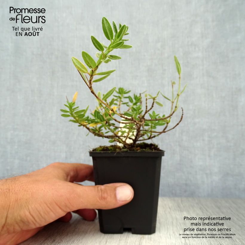 Esemplare di Helianthemum Elfenbeinglanz - Eliantemo Vasetto da 8/9 cm consegnato in estate