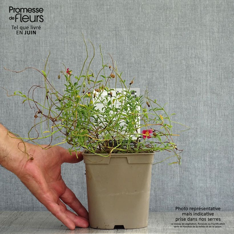 Esemplare di Helianthemum Hartswood Ruby - Eliantemo Vaso da 2L/3L consegnato in estate