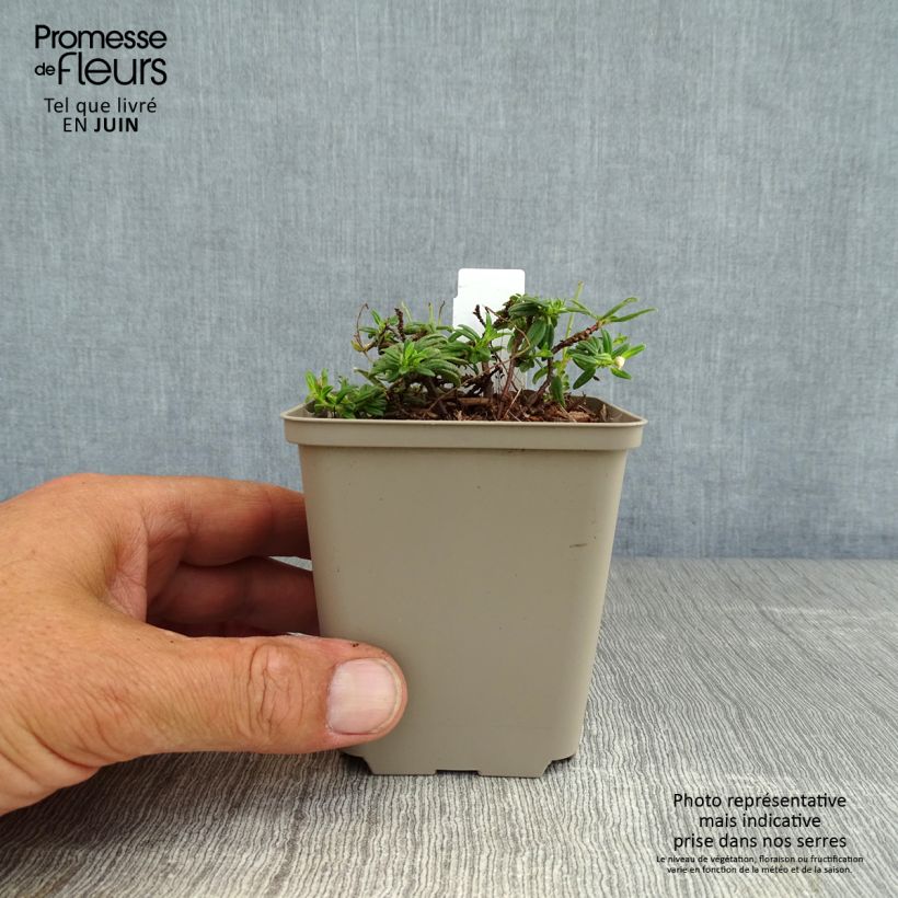 Esemplare di Helianthemum Orange Double - Eliantemo Vasetto da 8/9 cm consegnato in estate