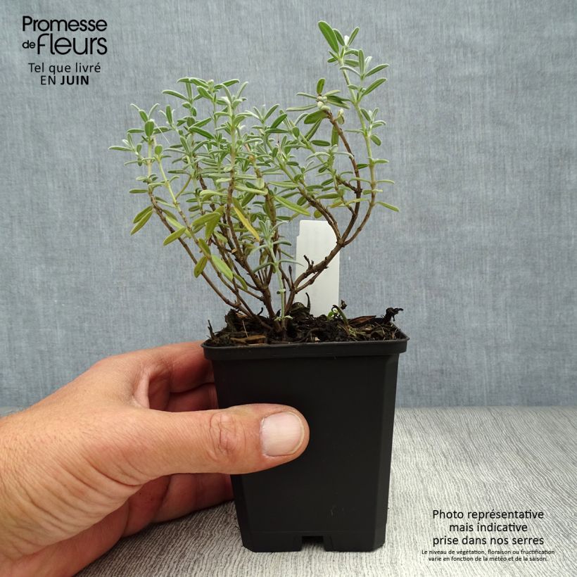 Esemplare di Helianthemum Rhodanthe Carneum - Eliantemo Vasetto da 8/9 cm consegnato in estate