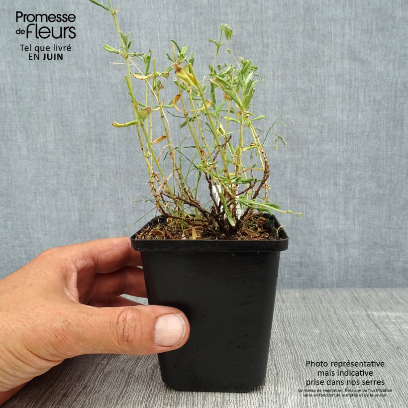Esemplare di Helianthemum Sulphureum Plenum - Eliantemo Vasetto da 8/9 cm consegnato in estate
