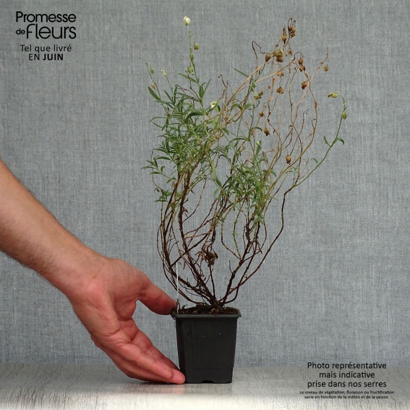 Esemplare di Helianthemum apenninum - Eliantemo degli Appennini Vasetto da 8/9 cm consegnato in estate