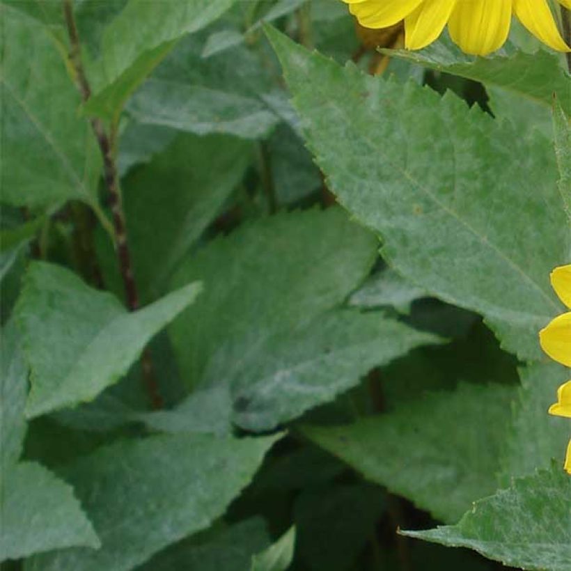 Helianthus decapetalus Capenoch Star - Girasole (Fogliame)