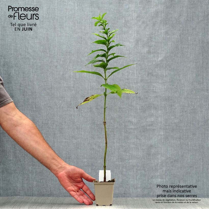 Esemplare di Helianthus Lemon Queen - Girasole Vasetto da 8/9 cm consegnato in estate