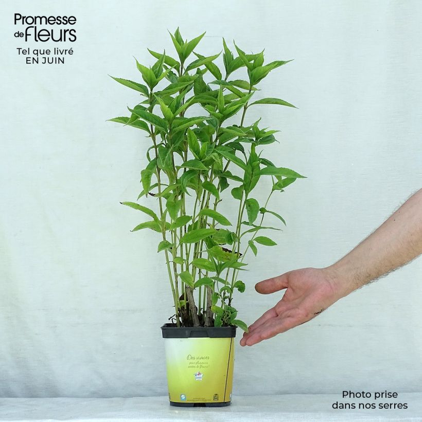 Esemplare di Helianthus Lemon Queen - Girasole Vaso da 2L/3L consegnato in estate