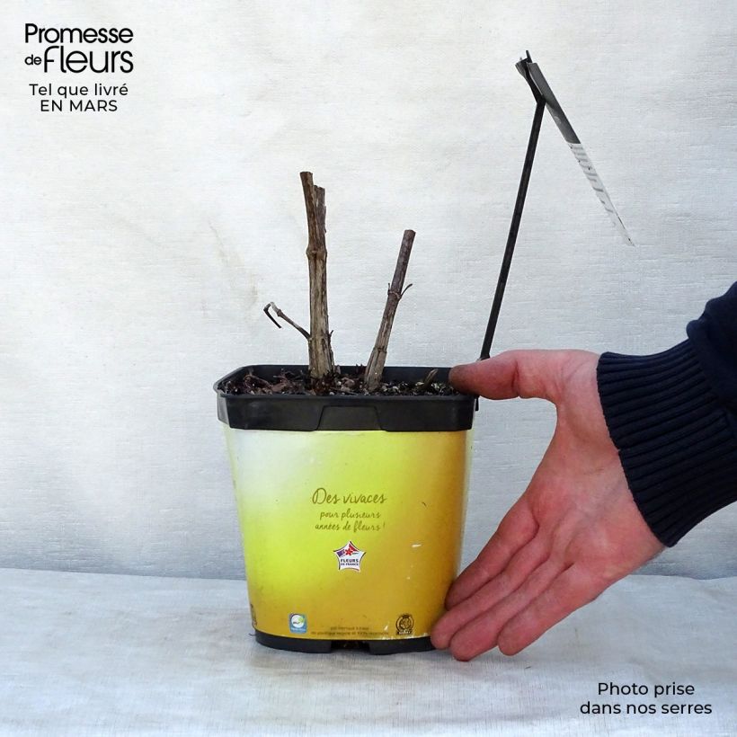 Helianthus Lemon Queen - Girasole Vaso da 2L/3L esemplare consegnato in primavera