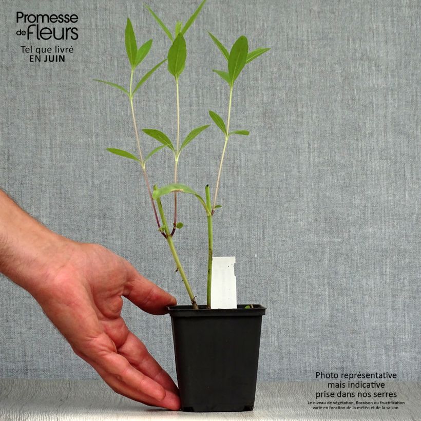 Esemplare di Helianthus salicifolius - Girasole Vasetto da 8/9 cm consegnato in estate