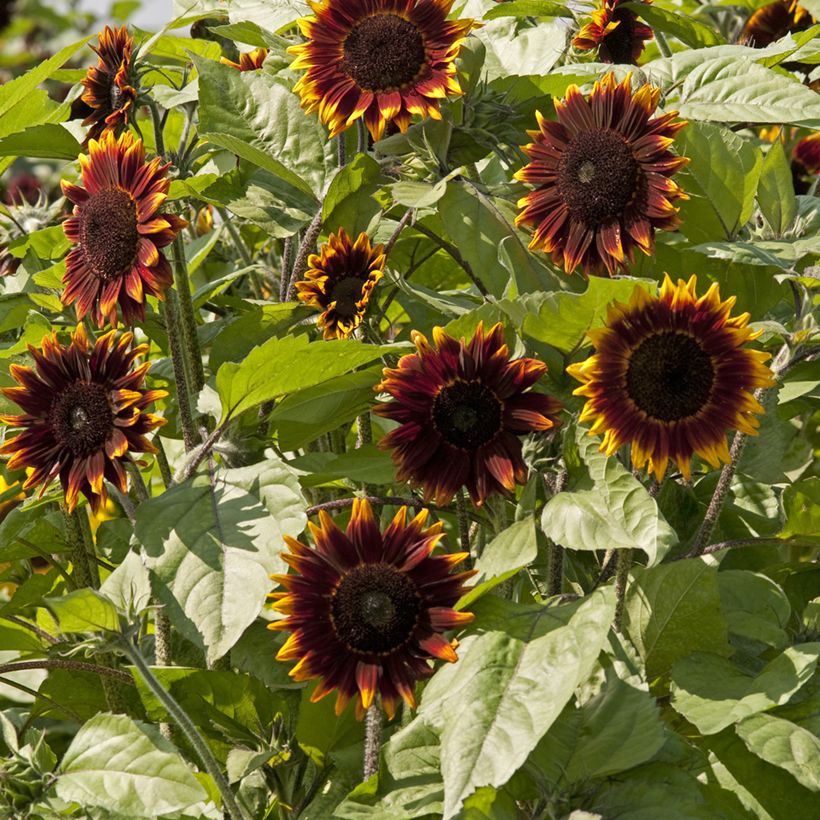 Girasole F1 Schock-o-Lat (Fioritura)