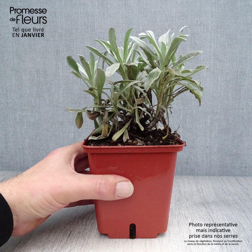 Helichrysum Red Jewel - Elicriso Vaso da 1L/1,5L esemplare consegnato in inverno