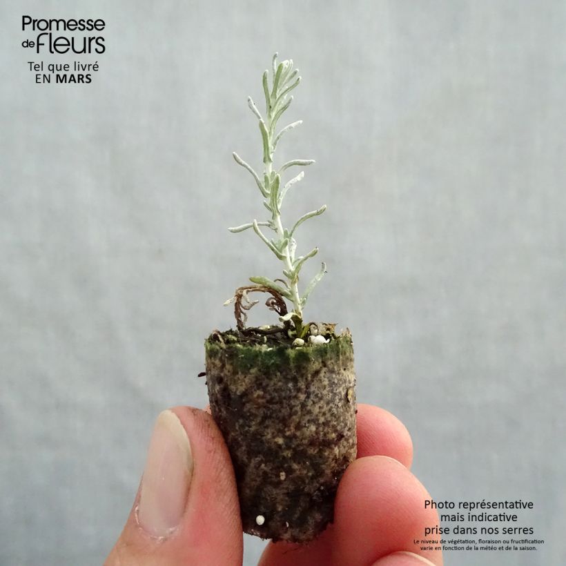 Elicriso italiano (piante) Mini zolla Ø 1,5/2,5 cm esemplare consegnato in primavera