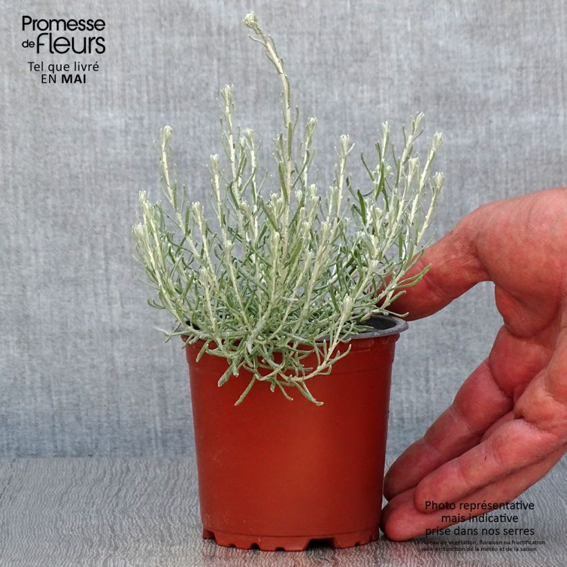 Elicriso italiano (piante) Vasetto da 8/9 cm esemplare consegnato in primavera