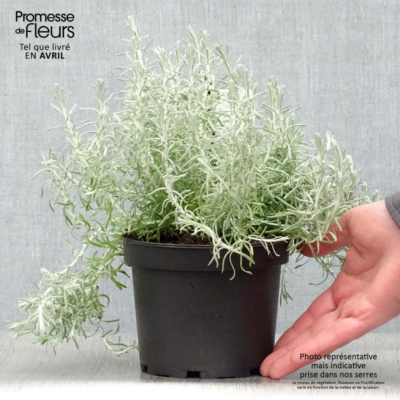 Elicriso italiano - Helichrysum italicum subsp. microphyllum Vaso da 1,5L/2L esemplare consegnato in primavera
