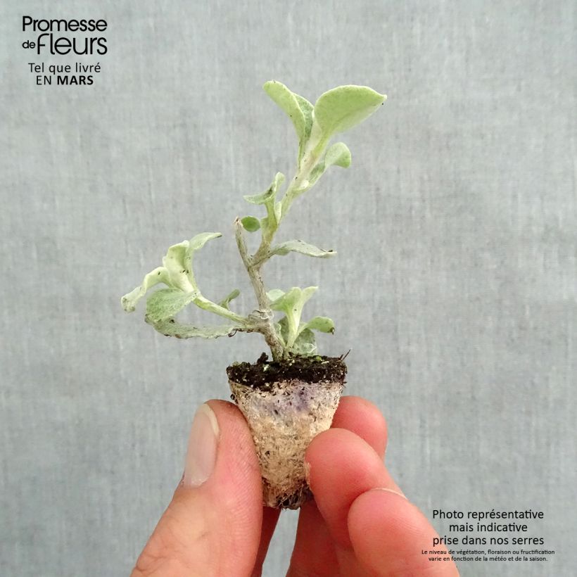 Elicriso petiolare Silver - Helichrysum petiolare mini zolla... esemplare consegnato in primavera