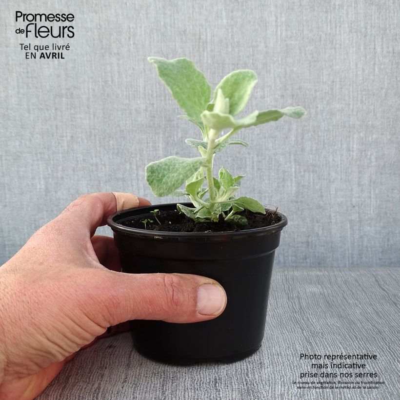 Elicriso petiolare Silver - Helichrysum petiolare Vasetto da 8/9 cm esemplare consegnato in primavera