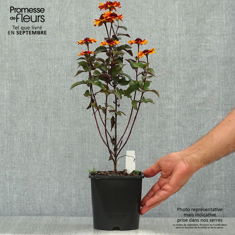 Esemplare di Heliopsis helianthoides Luna Roja Vaso da 2L/3L come consegnato in autunno