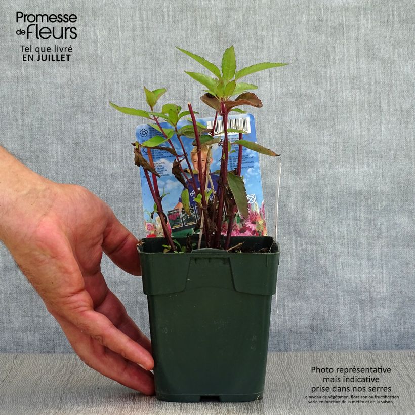 Esemplare di Heliopsis helianthoides var. scabra Burning Hearts Vasetto da 8/9 cm consegnato in estate