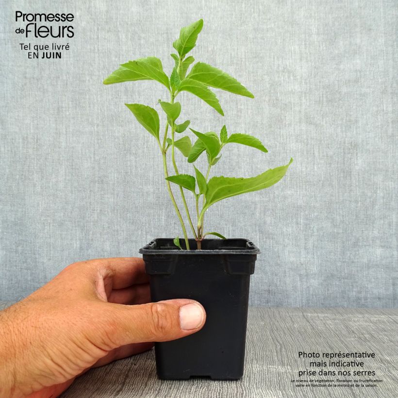Esemplare di Heliopsis helianthoides var. scabra Summer Sun Vasetto da 7/8 cm consegnato in estate