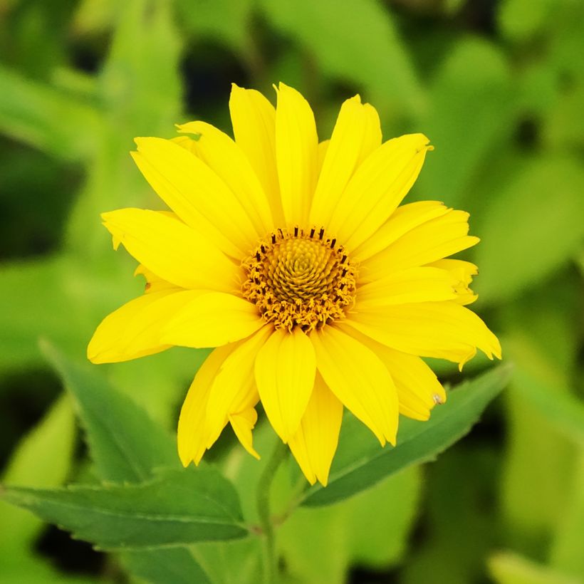 Heliopsis helianthoides var. scabra Summer Sun (Fioritura)