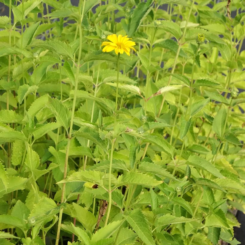 Heliopsis helianthoides var. scabra Summer Sun (Porto)