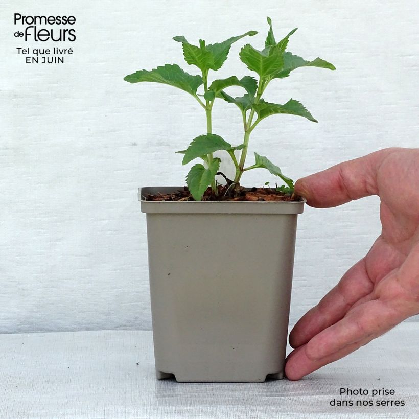 Esemplare di Heliopsis helianthoides Tuscan Sun Vaso da Ø 10 cm/11 cm consegnato in estate