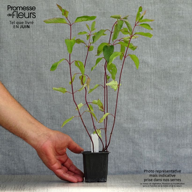 Esemplare di Heliopsis helianthoides var. scabra Summer Nights Vasetto da 8/9 cm consegnato in estate