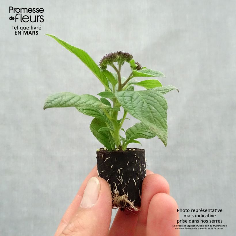 Heliotropium arborescens Marine - Eliotropio arbustivo mini zolla... esemplare consegnato in primavera