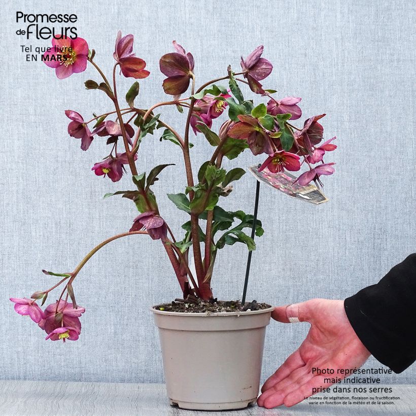 Helleborus HGC Ice N' Roses Red - Elleboro Vaso da 2L/3L esemplare consegnato in primavera