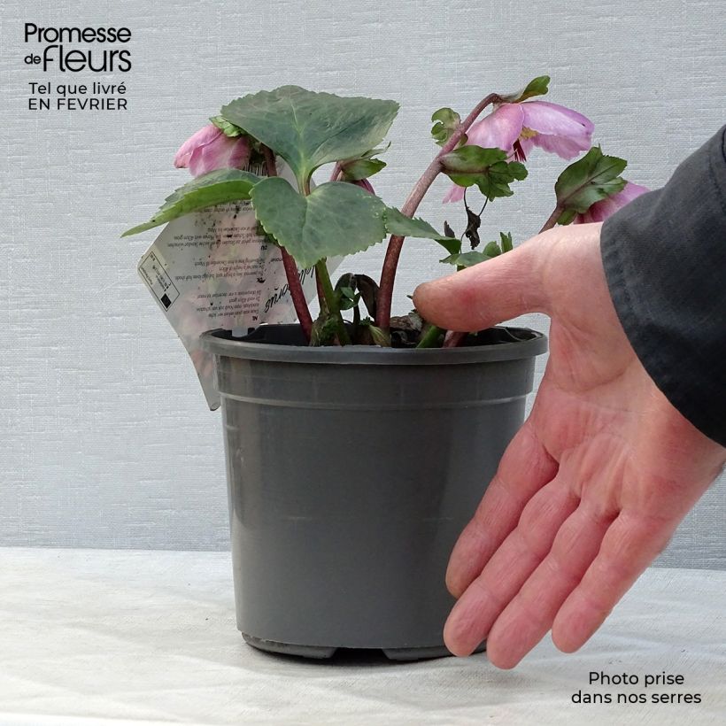 Helleborus Madame Lemonnier - Elleboro Vaso da 2L/3L esemplare consegnato in inverno